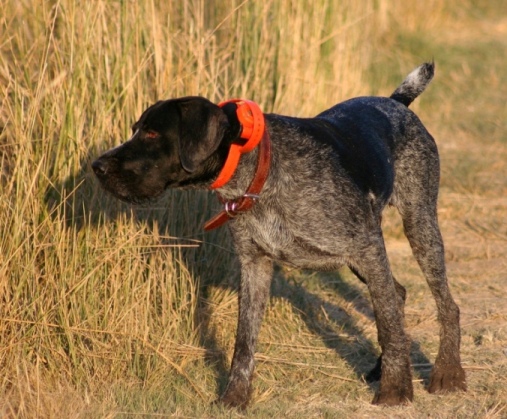 German Wirehaired Pointer, GWP - Yeti Rambler - Wind River Outpost